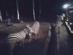 -清迈夜间动物园
