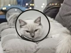 -瑞派康怡24h宠物医院·犬猫医疗中心·微创绝育(瑞景分院)