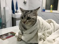-伟伟宠物医院·CT影像中心·瑞派犬猫综合性门诊(汉口总院)