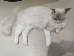 -藏猫猫咖啡主题馆(中央大道店)