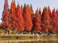 -白鹭湾湿地公园