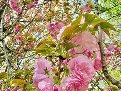 -古柏渡丰乐樱花园