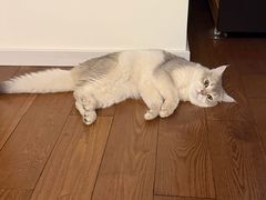 -欣宠猫屋·矮脚拿破仑·蓝金金渐层