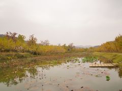 -千年银杏谷文化旅游区