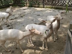 -深圳野生动物园