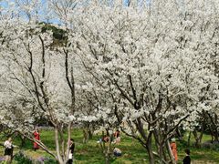 -苏州上方山国家森林公园