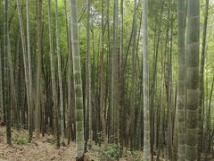 -上海佘山国家森林公园天马山园