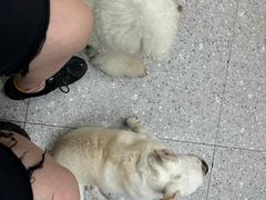-四月宠物医院·猫专科·心脏专科·内科(转塘店)