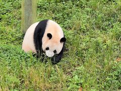-卧龙中华大熊猫苑神树坪基地