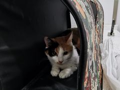 -佳雯宠物医院(金华南路分院)