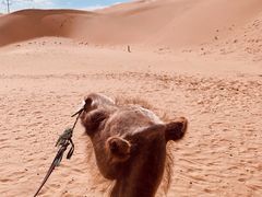 -银肯塔拉沙漠生态旅游景区