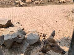 -无锡动物园·太湖欢乐园