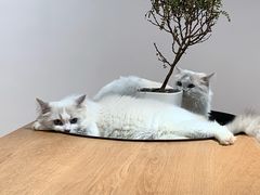 -瞄一喵猫咖(格力海岸店)