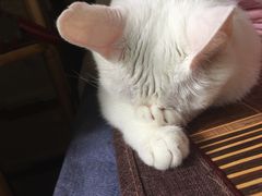 -菲尔斯特宠物医院