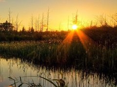 -合肥滨湖国家森林公园