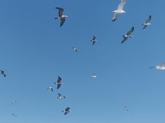 -海驴岛(荣成市)
