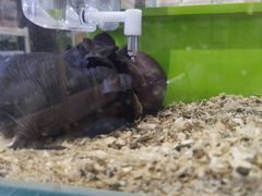 -酷以爬仙阁实体爬宠店·守宫·蜥蜴·专业繁育