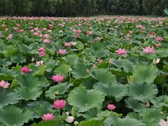 -东郊湿地公园