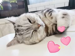 -喵的天空名猫咖啡馆·撸猫·猫舍·用品