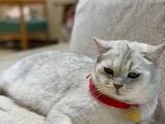 -藏猫猫咖啡主题馆(中央大道店)