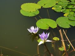 -国家植物园南园