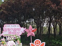 -顾村公园