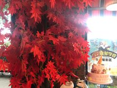 -柴犬高等学院·狗咖·柴犬售卖·宠物训练