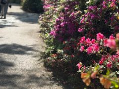 -木兰云雾山