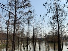 -上海长兴岛郊野公园