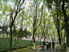 -昆山城市生态森林公园