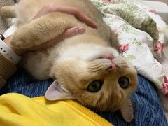 -lincat·猫舍(广州店)