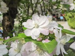 -海棠花溪(元大都城垣遗址公园)