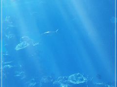 -海棠湾洲际-涛·海底餐厅·美人鱼·自助餐·海底隧道