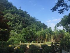-十八棵（老龙井）御茶园(老龙井店)