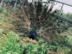 -上方山森林动物世界