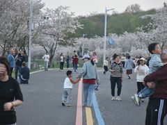 -羊山湖公园