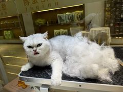 -悠尼宠物·独立低压伊珊娜洗护·美容·寄养(兰谷路店)