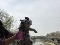 -赵州桥景区