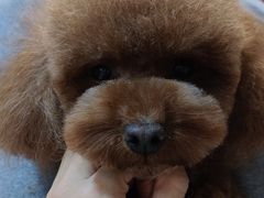 -爱宠屋pet shop·宠物洗澡·宠物美容