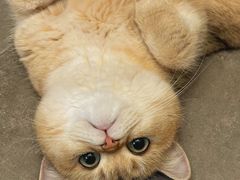 -翊宠yipet猫狗购宠庄园犬舍•猫舍