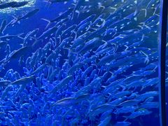 -海合安武汉极地海洋公园