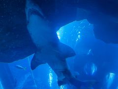 -迪拜水族馆及水下动物园