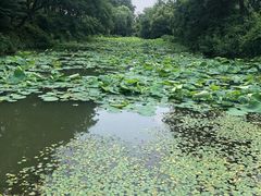 -杭州半山国家森林公园