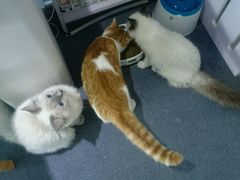 -喵的天空名猫咖啡馆·撸猫·猫舍·用品