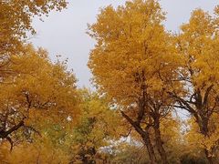 -金塔沙漠胡杨林景区