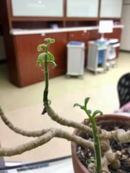 -复旦大学附属妇产科医院(杨浦院区)