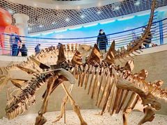 -国家自然博物馆