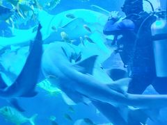 -太平洋海底世界