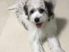 -BABYDOG宝贝狗宠物乐园(欧洲城店)