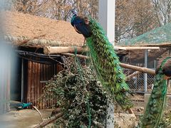 -上方山森林动物世界